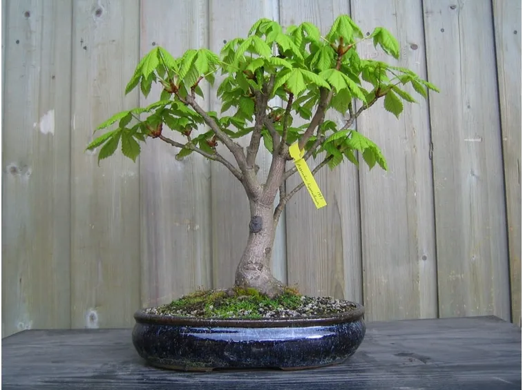 Bonsai castagno