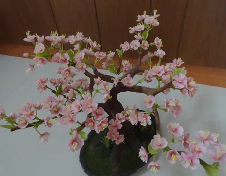 Bonsai ciliegio