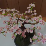 Bonsai ciliegio