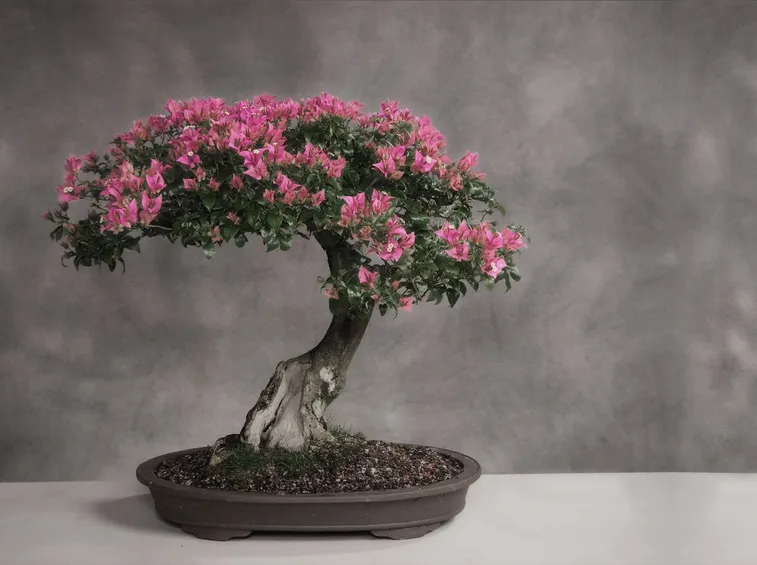 Bonsai ciliegio