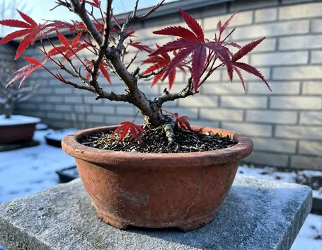 Perché il freddo serve ai bonsai da esterno, ma il vaso resta il punto debole