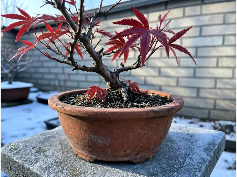 Perché il freddo serve ai bonsai da esterno, ma il vaso resta il punto debole
