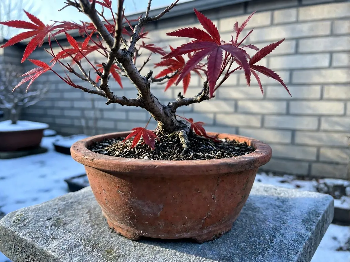 Perché il freddo serve ai bonsai da esterno, ma il vaso resta il punto debole