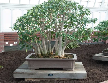 Bonsai ficus benjamin