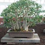 Bonsai ficus benjamin
