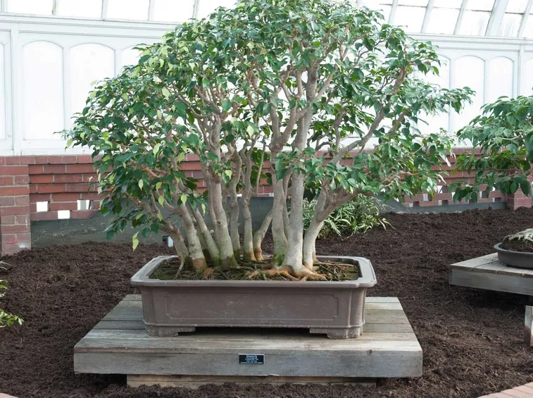 Bonsai ficus benjamin