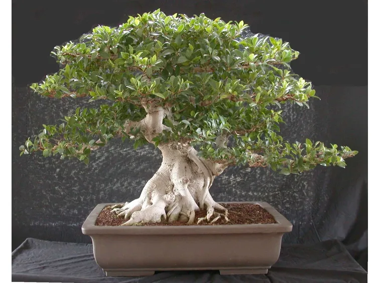 Bonsai ficus