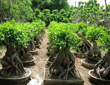 Il Bonsai ficus ginseng