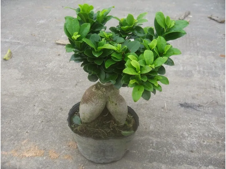 Il Bonsai ficus ginseng in esterni