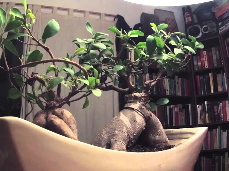 Il Bonsai ficus ginseng nell'abitazione