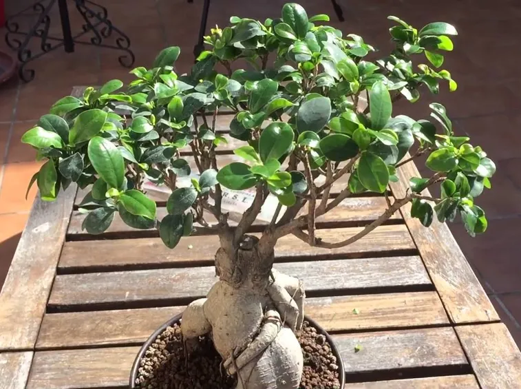 Bonsai ficus ginseng