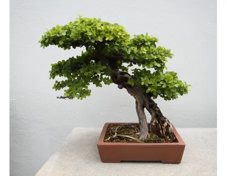 Bonsai ficus microcarpa