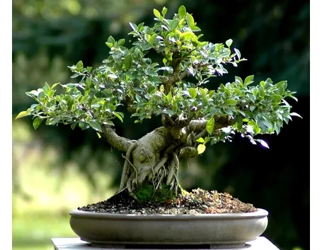 Ficus retusa bonsai