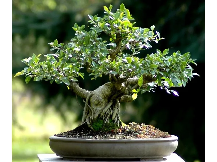 Ficus retusa bonsai