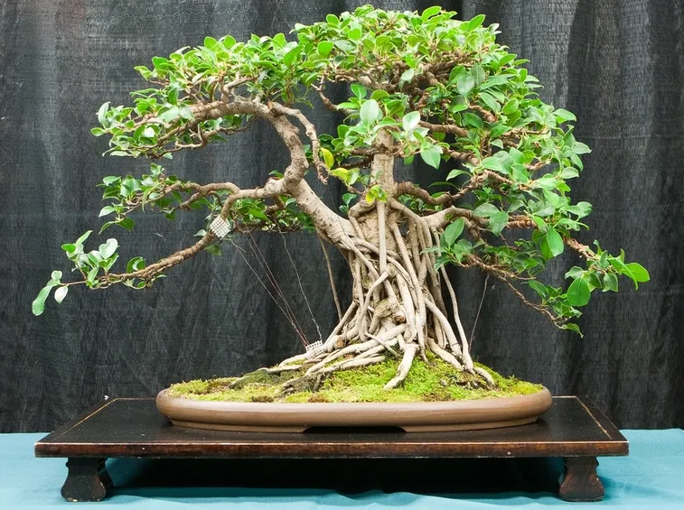 Esemplare di bonsai ficus retusa