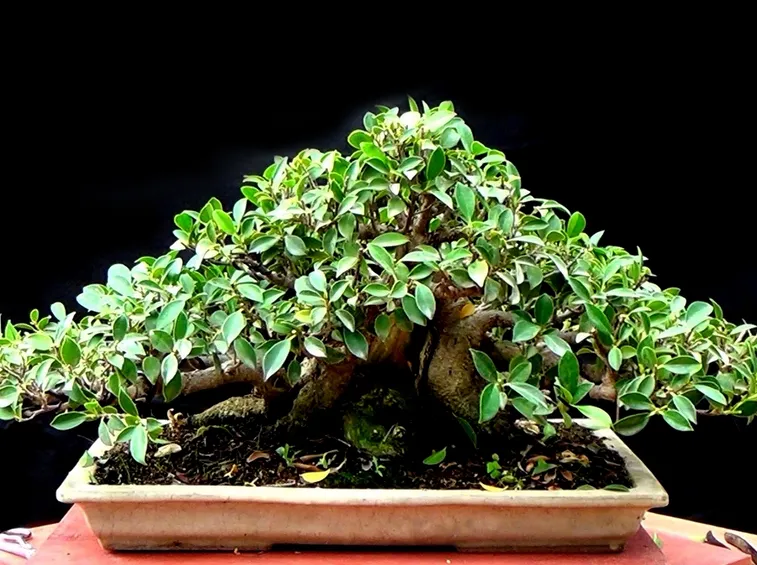 Bonsai ficus retusa coltivazione