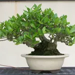 Bonsai gardenia