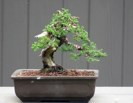 Bonsai ginepro