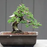 Bonsai ginepro