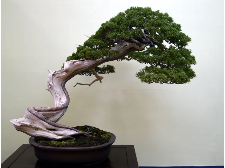 Particolare bonsai ginepro