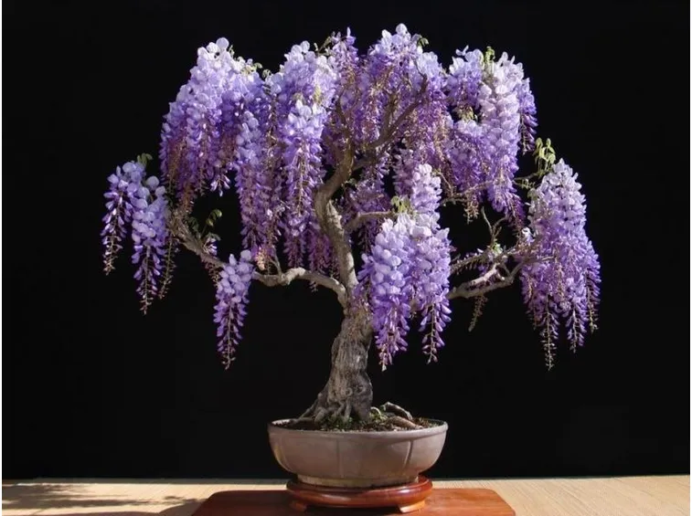 Bonsai glicine