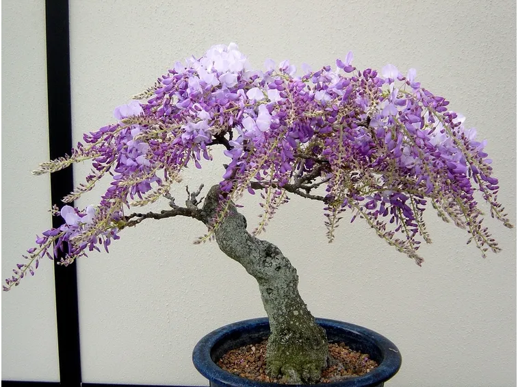 Bonsai glicine