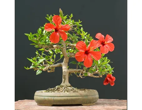 Bonsai hibiscus