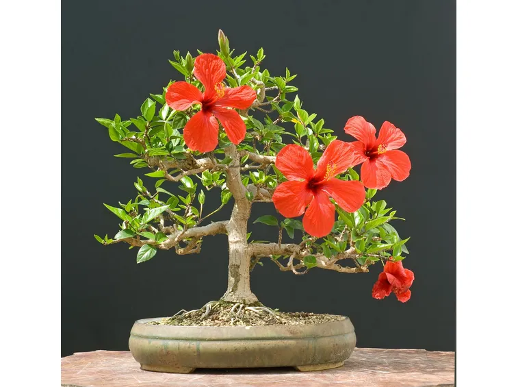 Bonsai hibiscus
