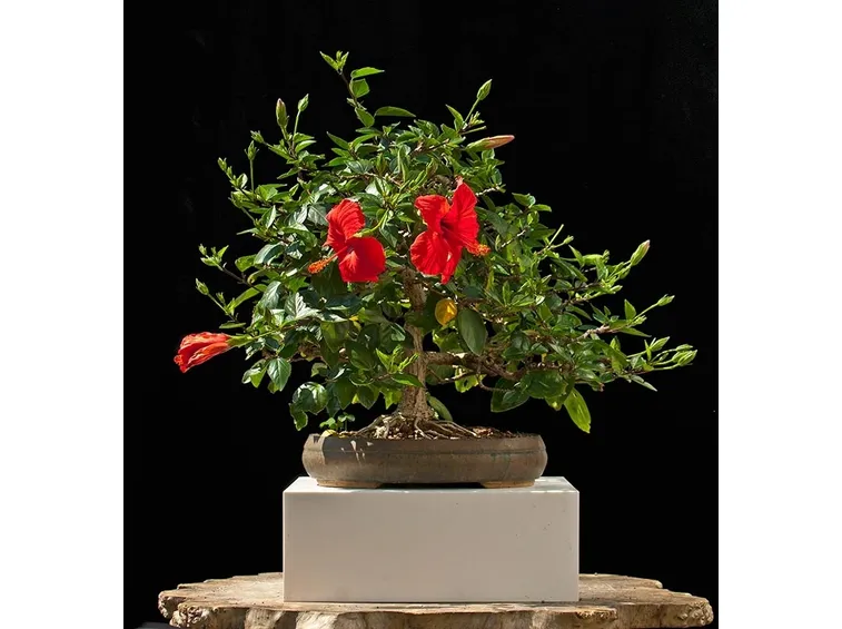 Bonsai ibisco