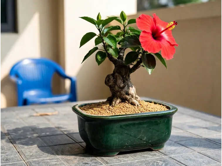 ibisco bonsai