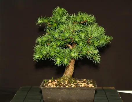 Bonsai larice