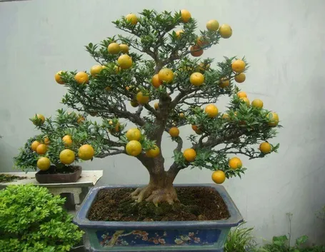Bonsai limone coltivazione