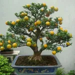 Bonsai limone coltivazione