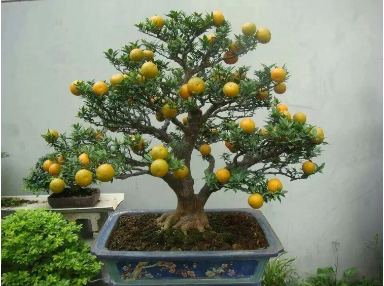 Bonsai limone coltivazione