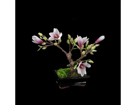 Bonsai di magnolia