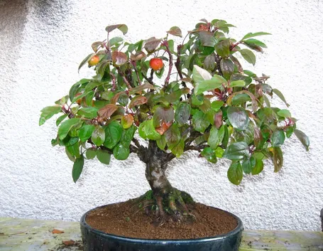 Bonsai melo