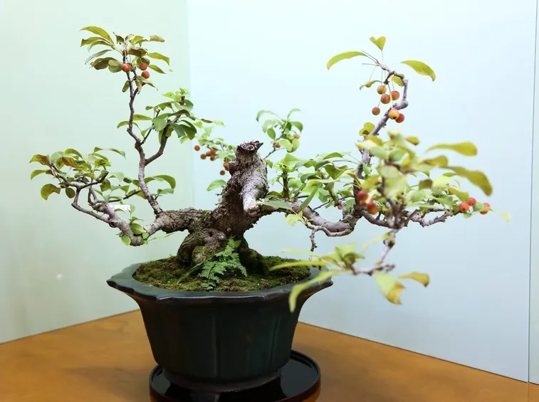 Bonsai melo interno