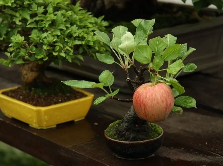 Mela bonsai