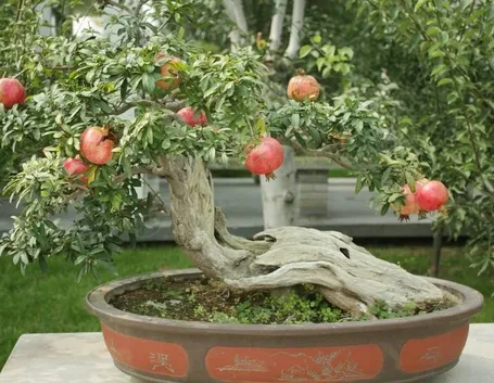 come curare bonsai melograno