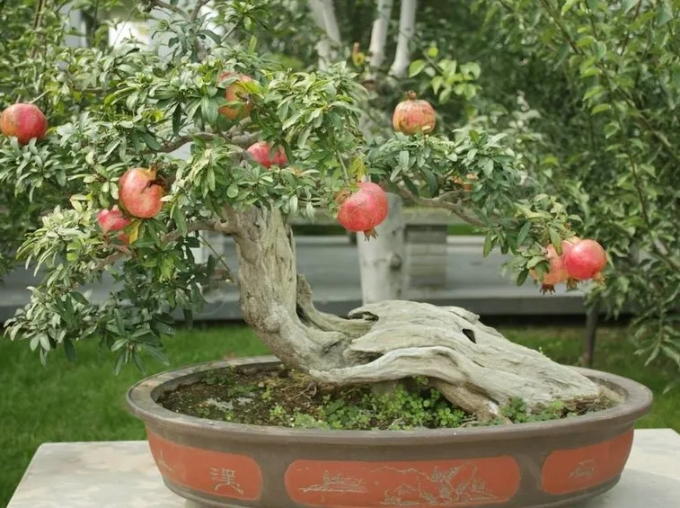 come curare bonsai melograno