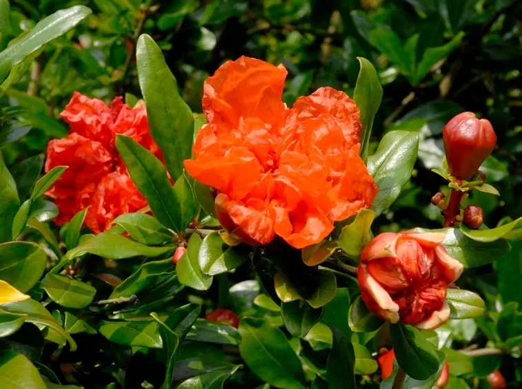 Curare bonsai melograno