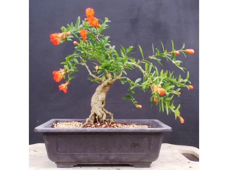 pianta bonsai melograno
