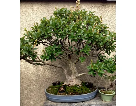 Esempio di bonsai mirto