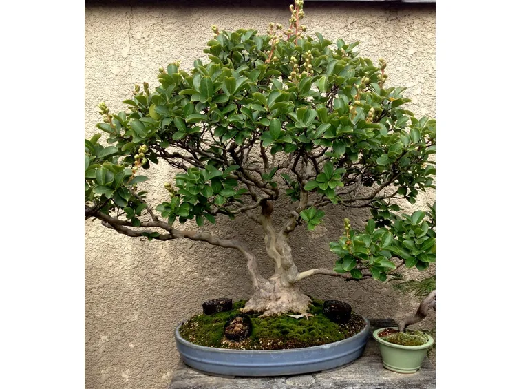 Esempio di bonsai mirto