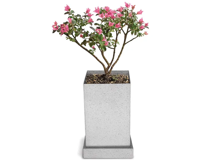 Esemplare di bonsai mirto a foglia crespa