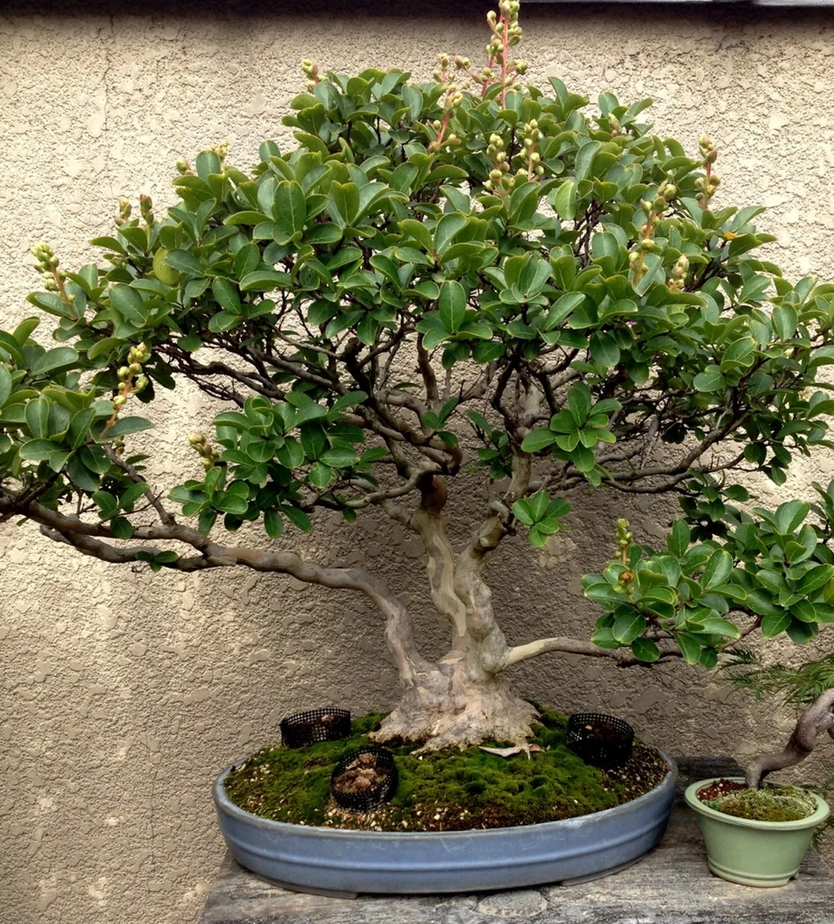 Esempio di bonsai mirto
