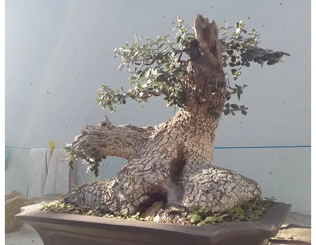 Bonsai olivo