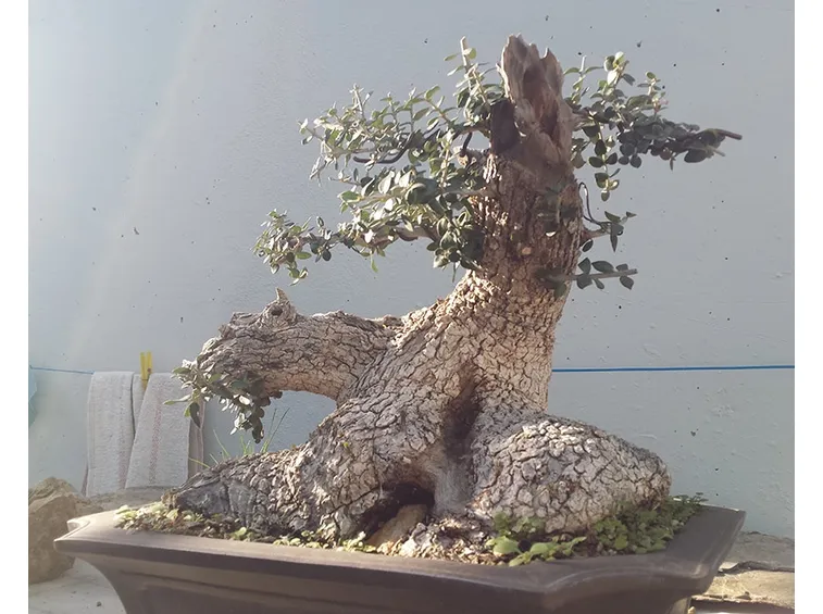 Bonsai olivo
