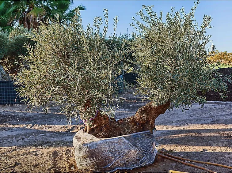 Coltivazione bonsai olivo