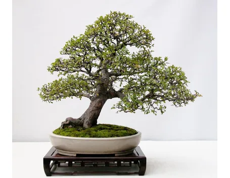 Il Bonsai olmo